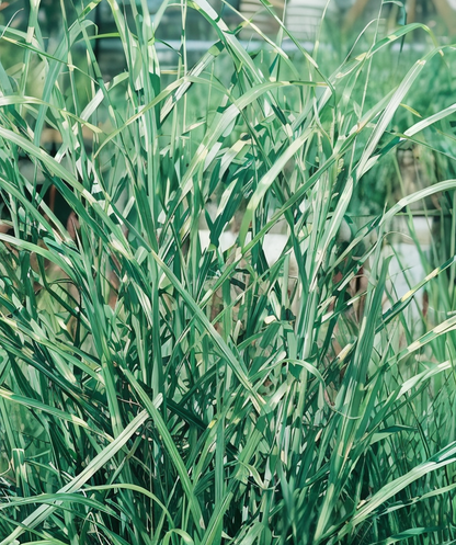 Cespo di Miscanthus Zebrinus con dettaglio delle bande gialle