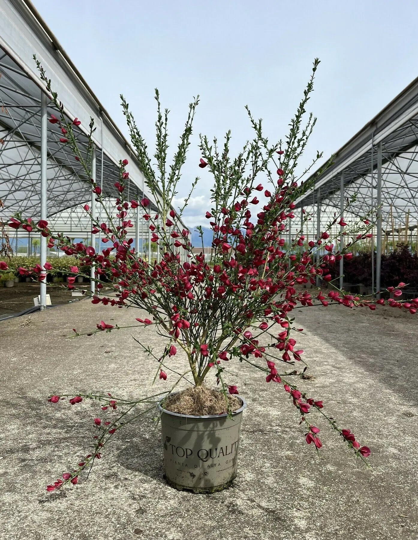Cytisus scoparius