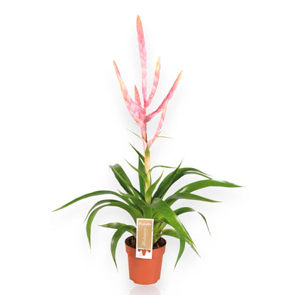 Tillandsia 'Dolce' con foglie grigio-argentee in vaso decorativo da interno