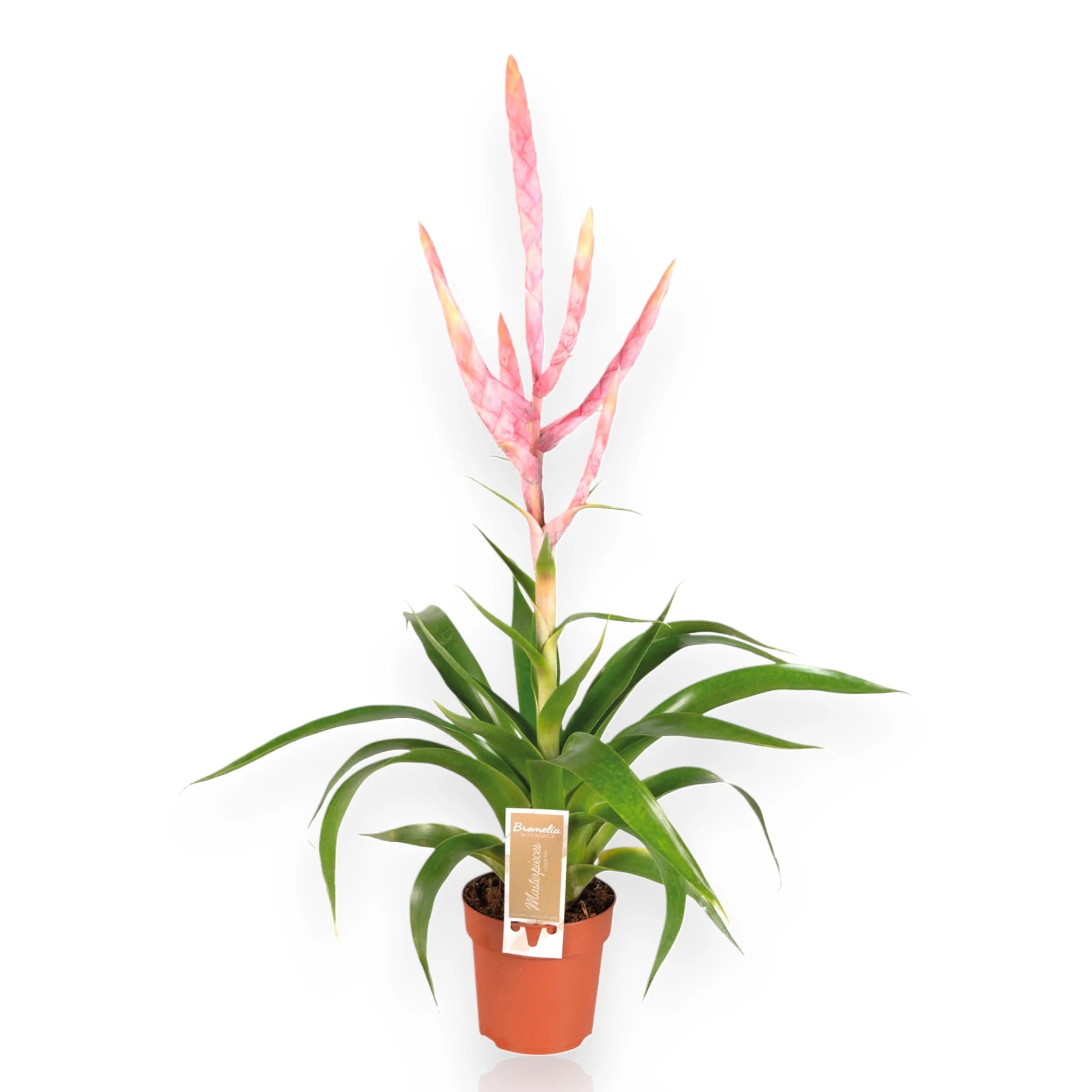Tillandsia 'Dolce' con foglie grigio-argentee in vaso decorativo da interno