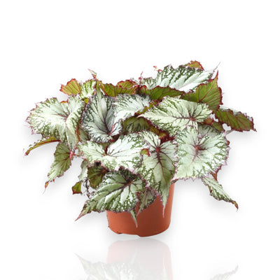 Begonia rex Asian tundra in vaso con foglie decorative dai colori metallici argentati e bordeaux