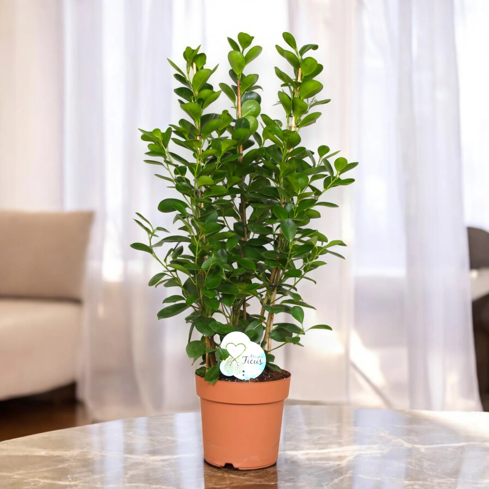 Ficus microcarpa 'Moclame'