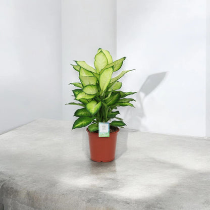 Dieffenbachia 'Summer style'