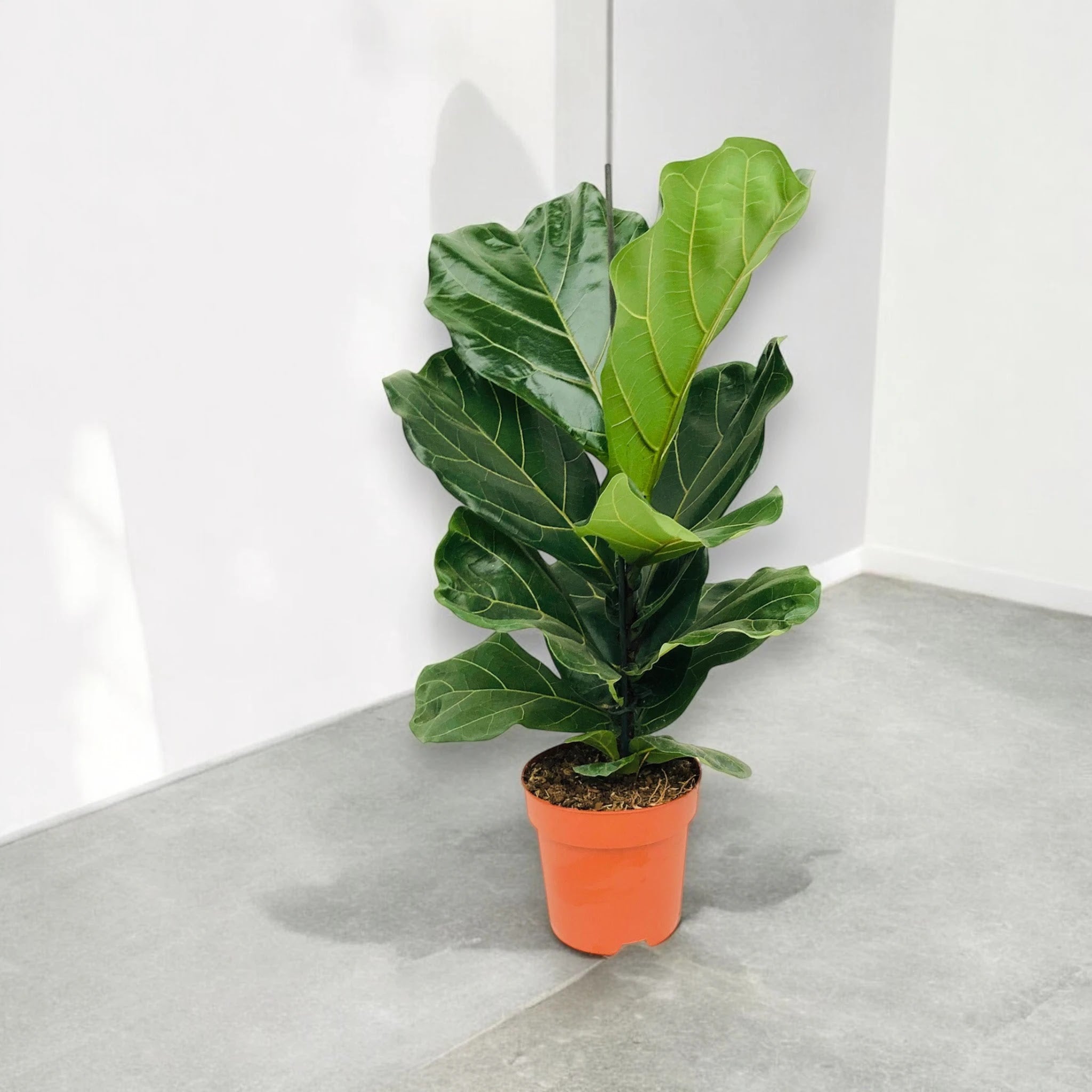 Ficus lyrata