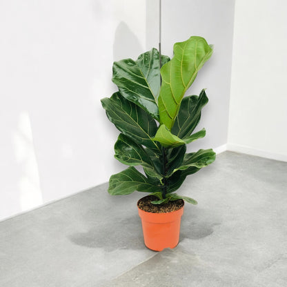 Ficus lyrata