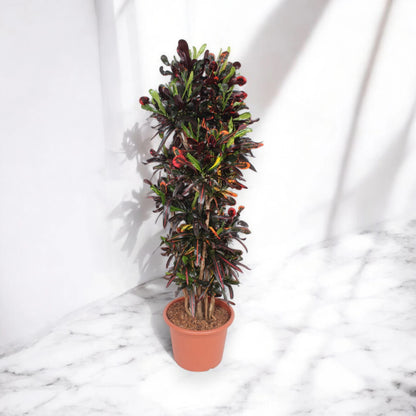 Codiaeum variegatum 'Mammi'