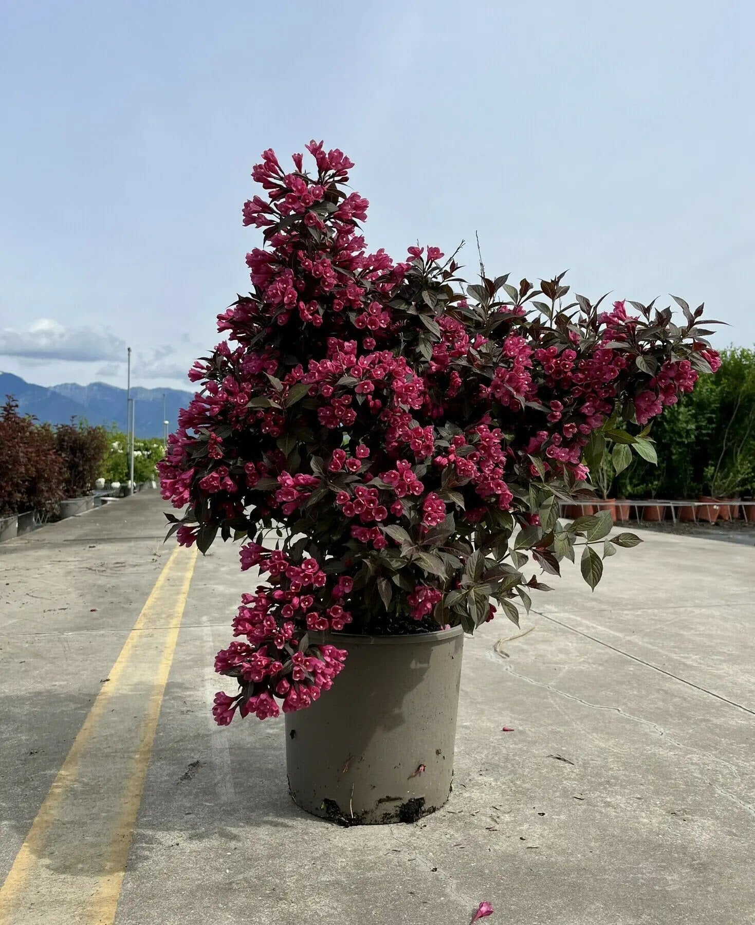 Weigela florida 'Alexandra'