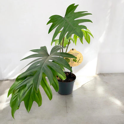 Philodendron 'Mayoi'