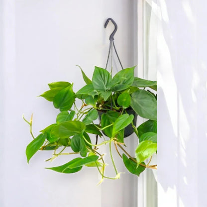 Philodendron scandens