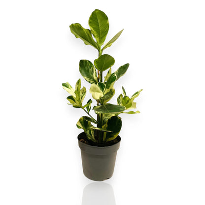 Clusia rosea