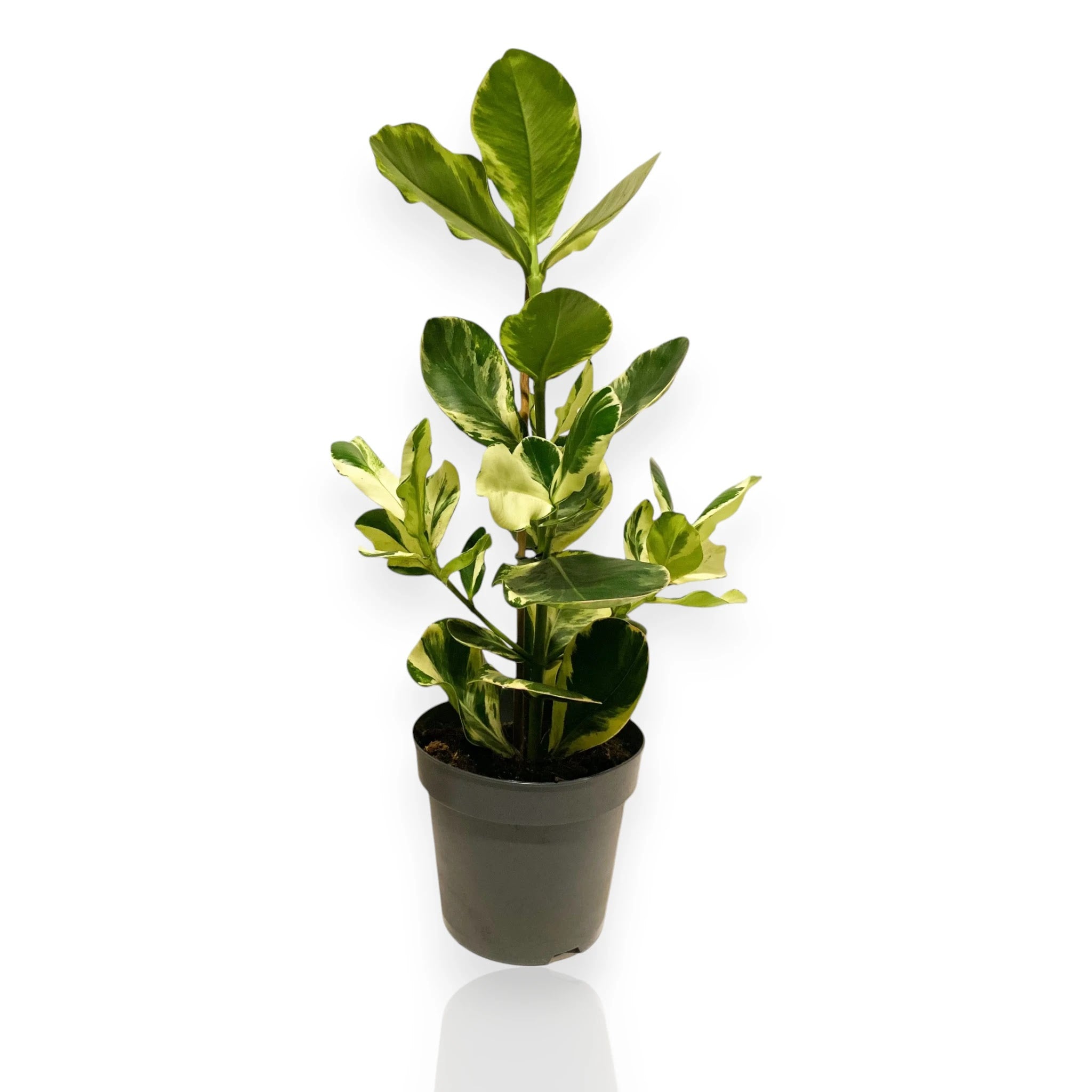 Clusia rosea 'White Star'