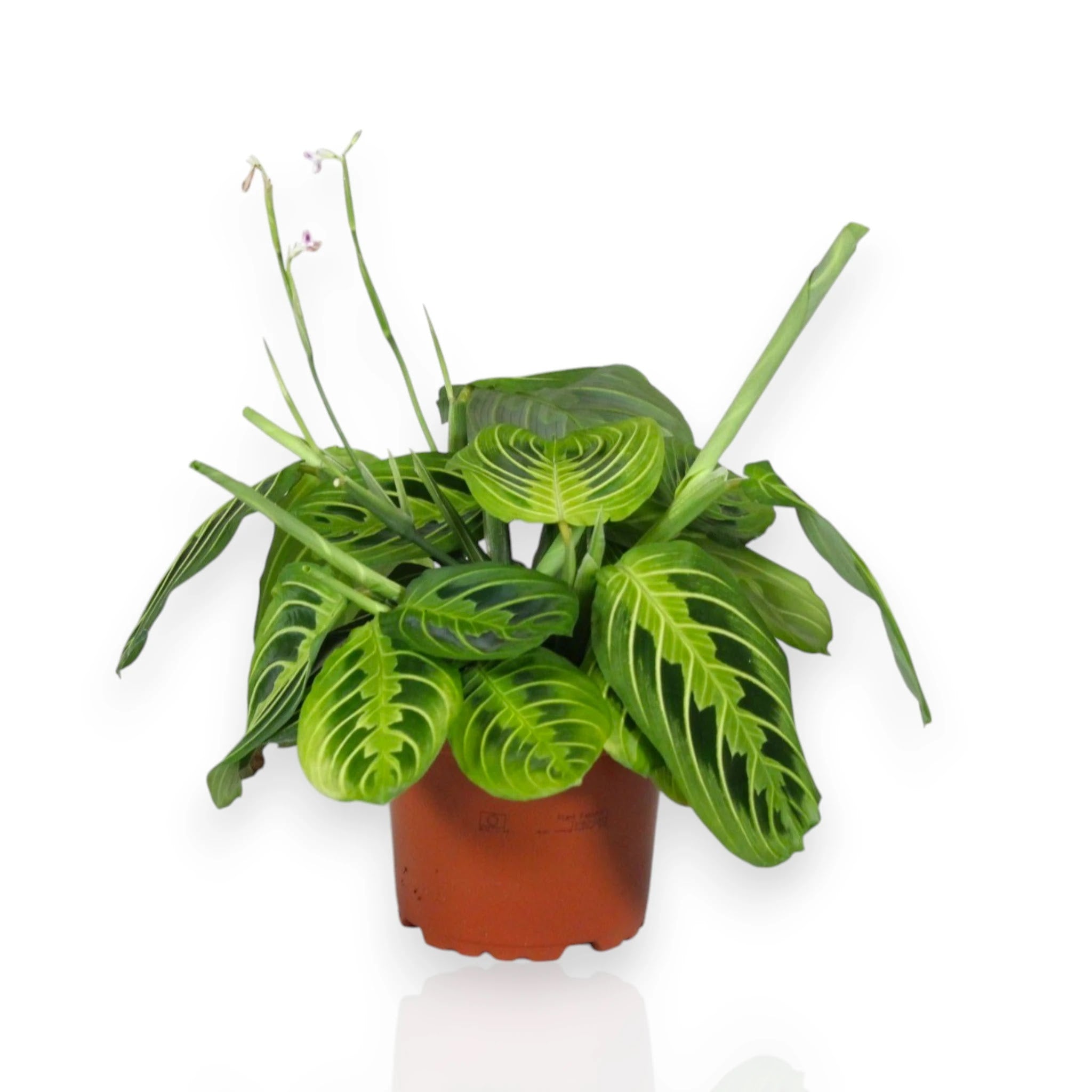 Maranta leuconeura 'Lemon Lime'