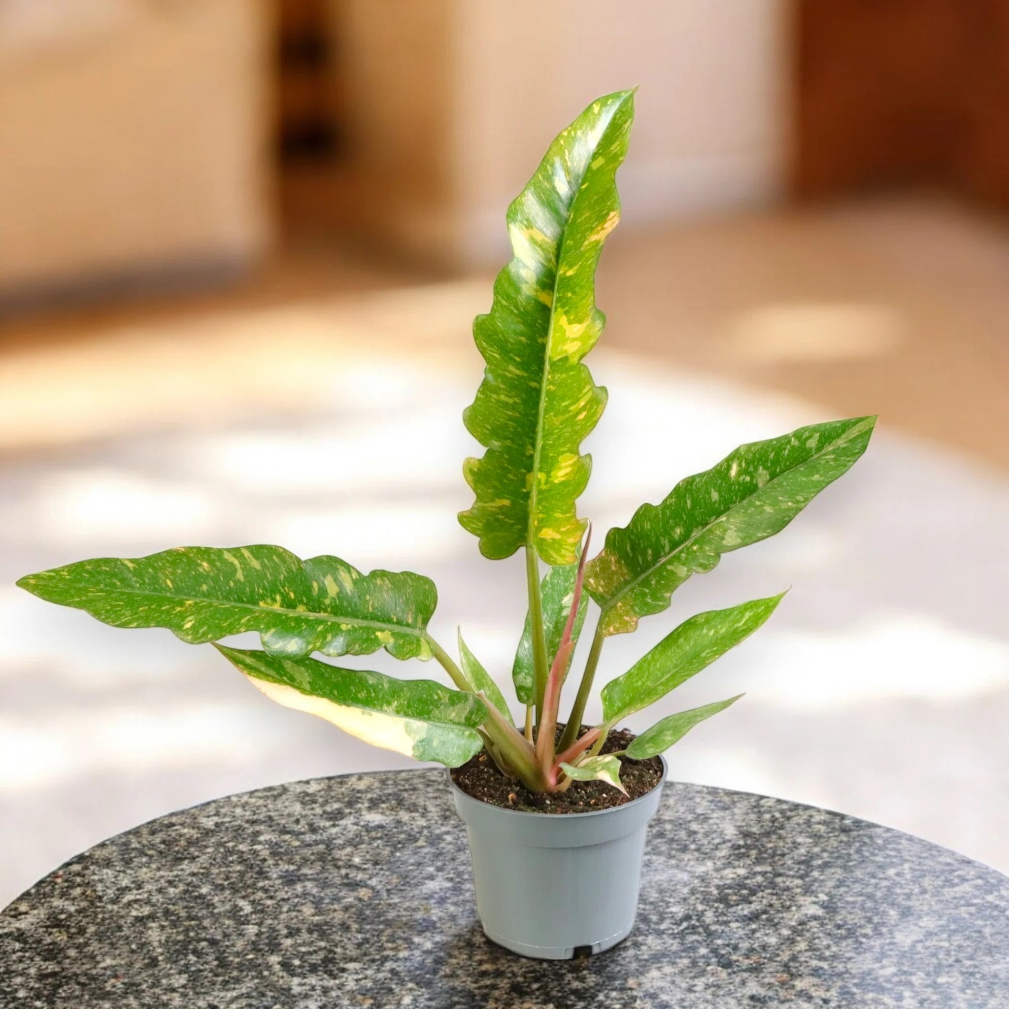 Philodendron ring of Fire
