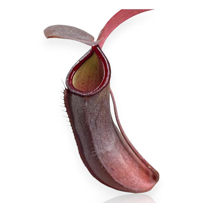 Nepenthes 'Rebecca'