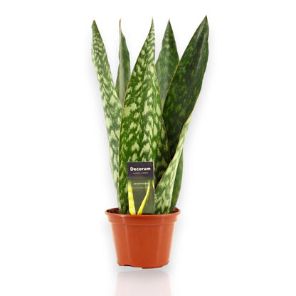 Sansevieria jamaiquina Queen in vaso, pianta succulenta da interno con foglie carnose verde scuro