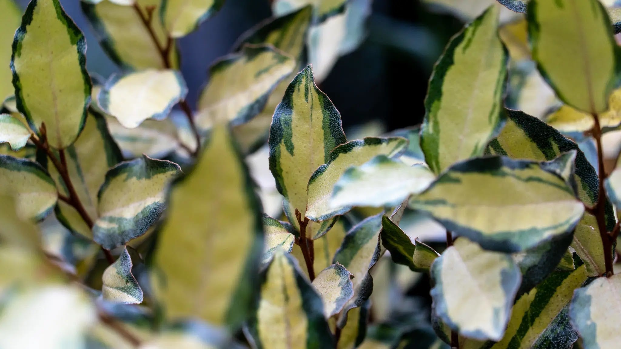 Elaeagnus × ebbingei