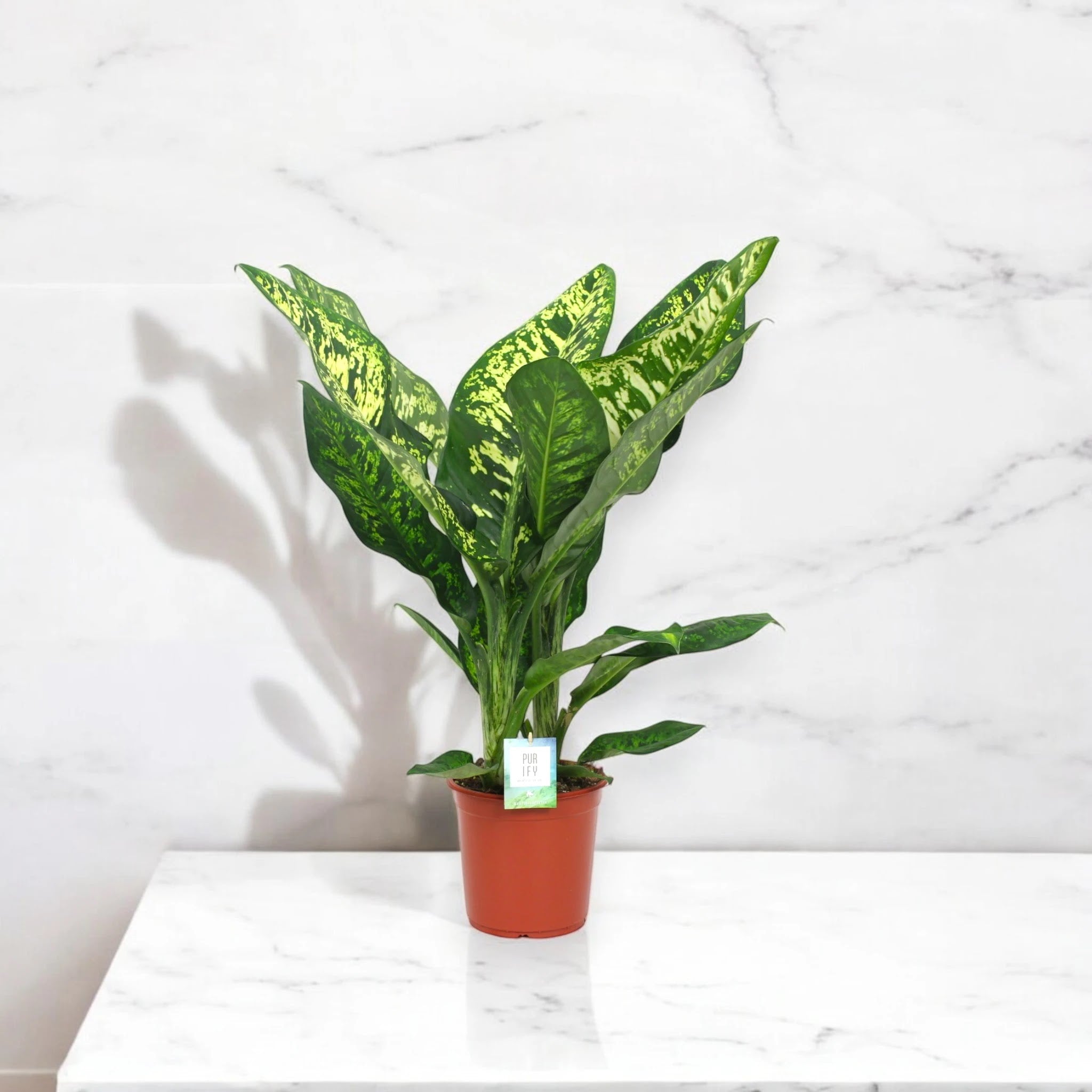 Dieffenbachia seguine 'Crown'