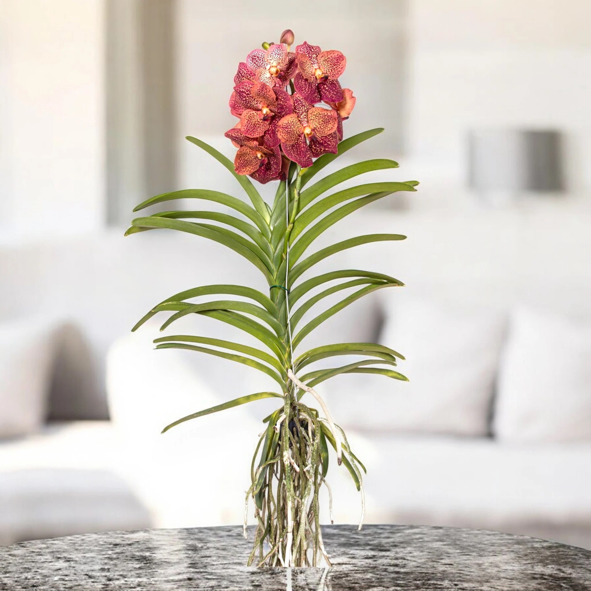 Fiori screziati corallo e leopardati della Vanda Leopard Coral con petali maculati