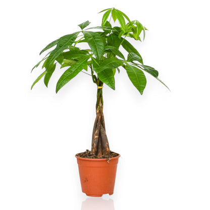Pachira aquatica