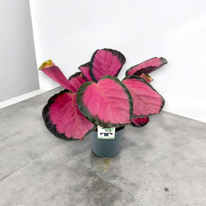 Calathea roseopicta Crimson in vaso con foglie rosa e verde scuro in ambiente interno luminoso