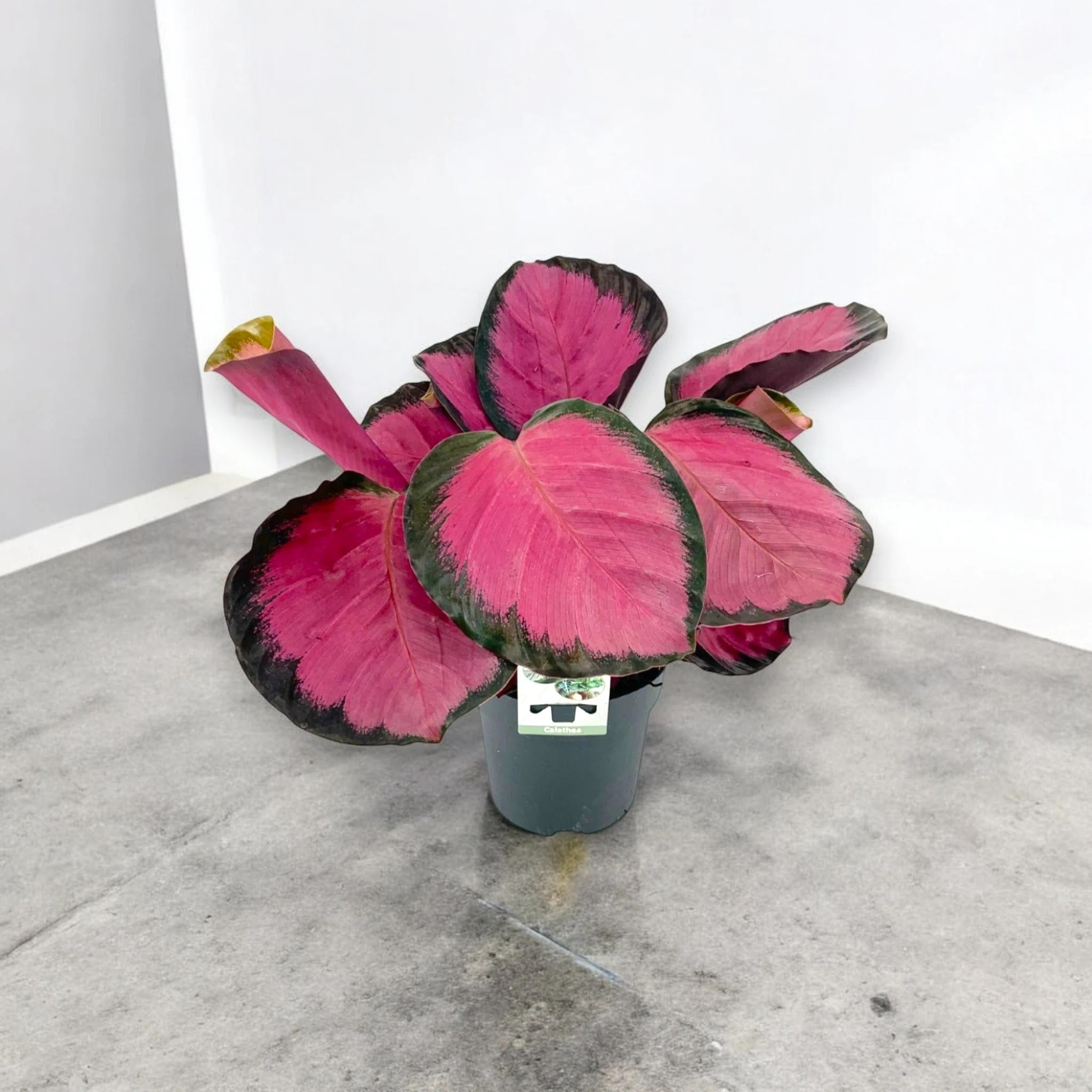 Calathea roseopicta Crimson in vaso con foglie rosa e verde scuro in ambiente interno luminoso