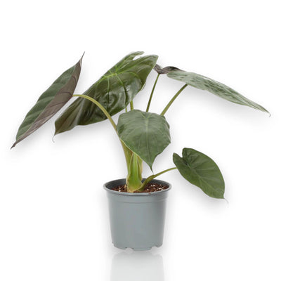 Alocasia Wentii in vaso, pianta da interno con foglie verde scuro e nervature pronunciate