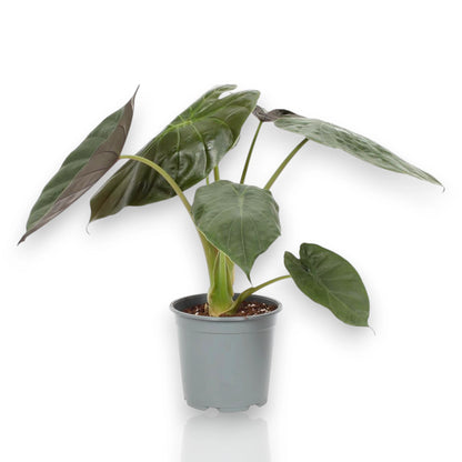 Alocasia Wentii in vaso, pianta da interno con foglie verde scuro e nervature pronunciate