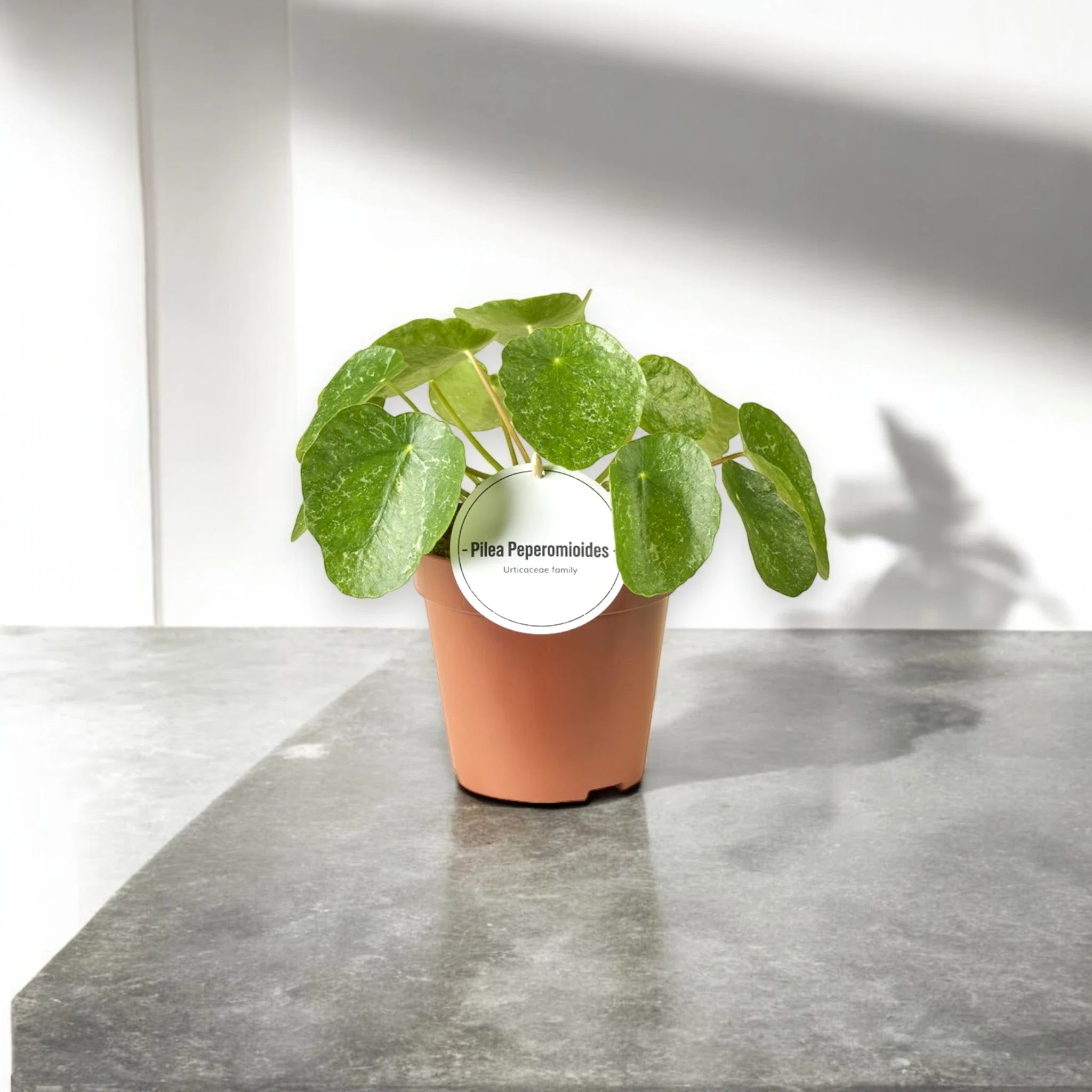 Pilea peperomioides 'Sugar'