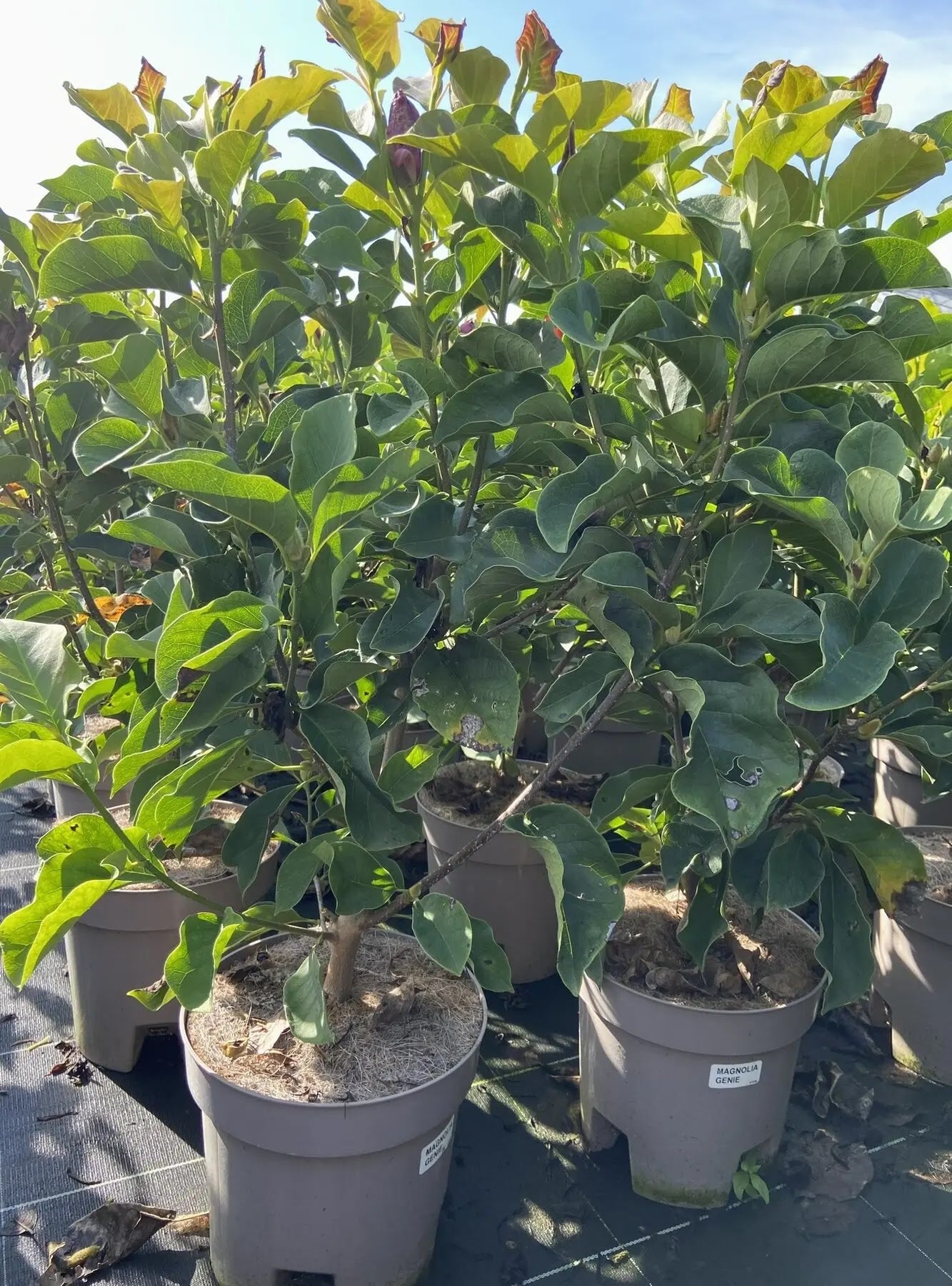 Dettaglio fiore Magnolia Genie a coppa nelle tonalità viola-rosa intenso
