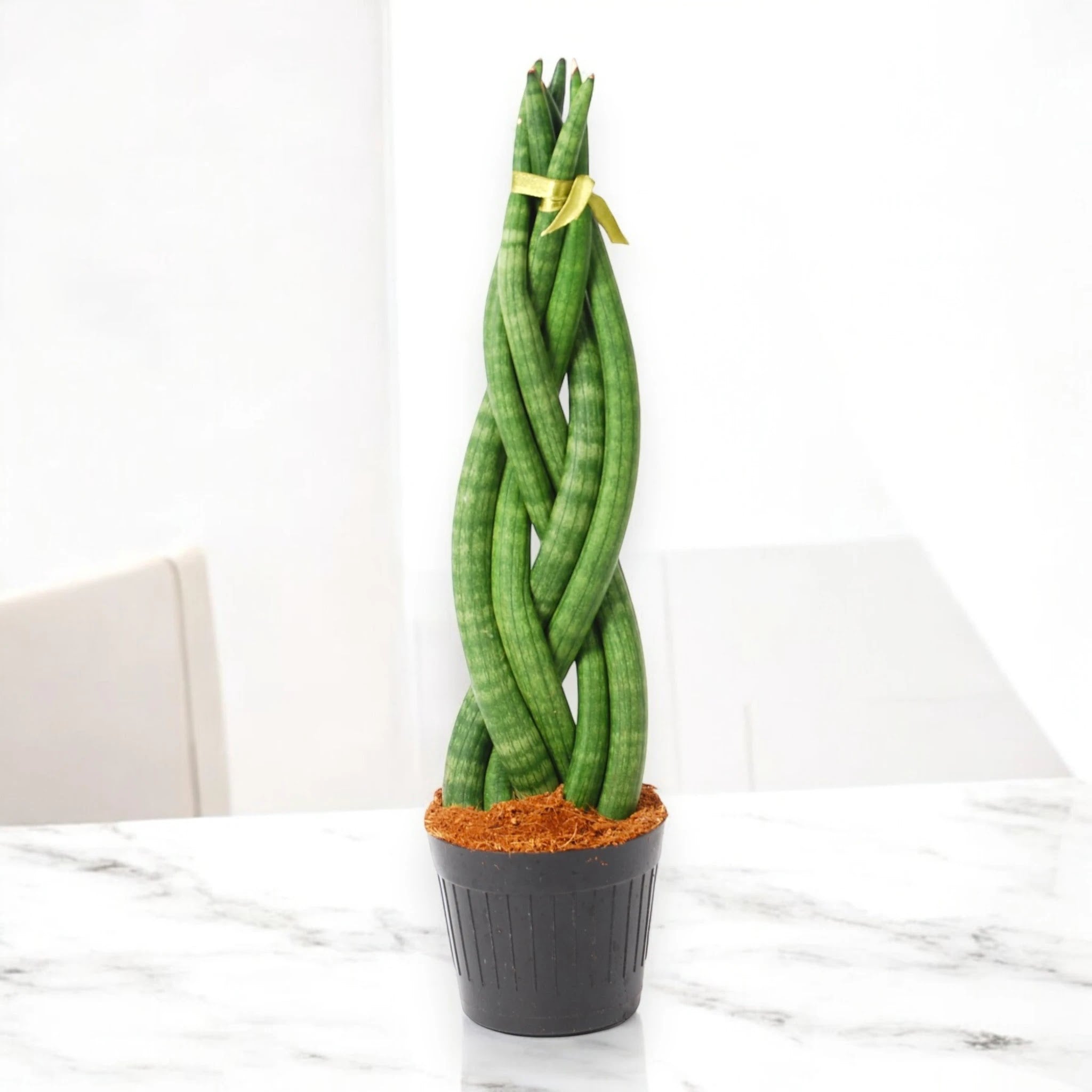 Sansevieria cylindrica 'Twister'