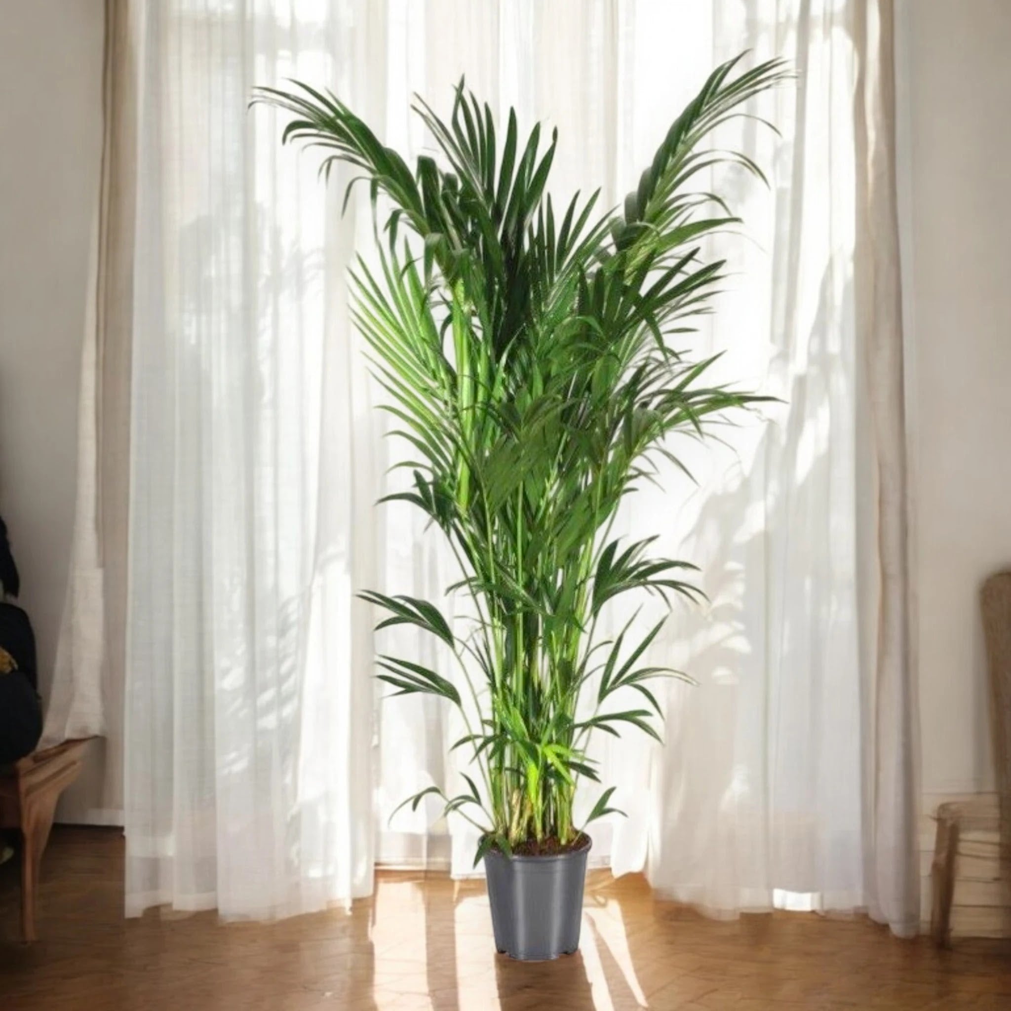 Howea forsteriana (Kentia)