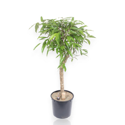 Ficus binnendijkii Amstel King in vaso, pianta da interno con foglie allungate verde brillante