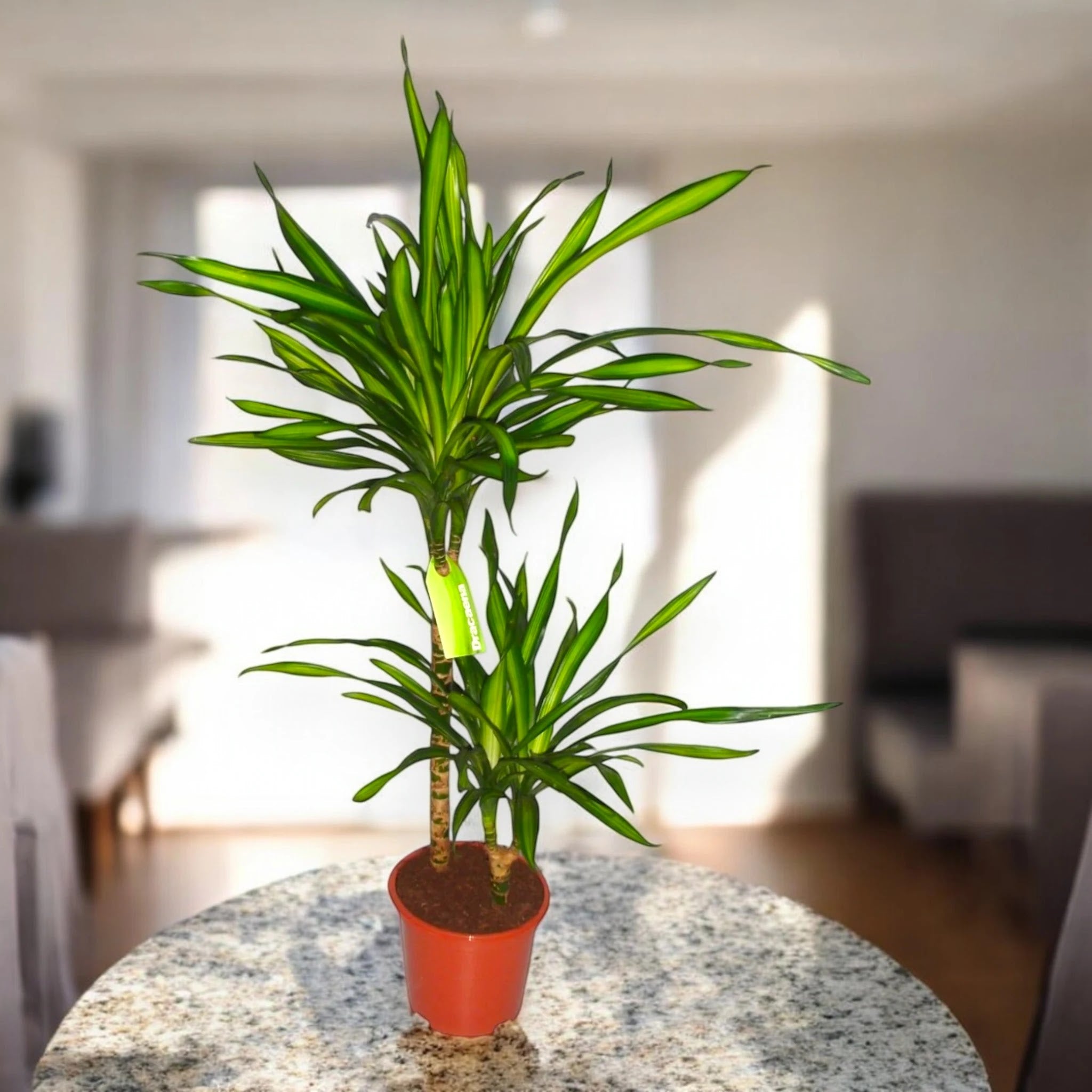 Dracaena fragrans 'Riki'