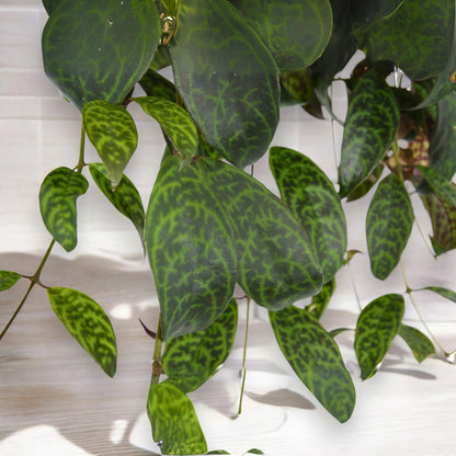 Dettaglio foglie marmorizzate Aeschynanthus marmoratus con variegature crema su verde scuro