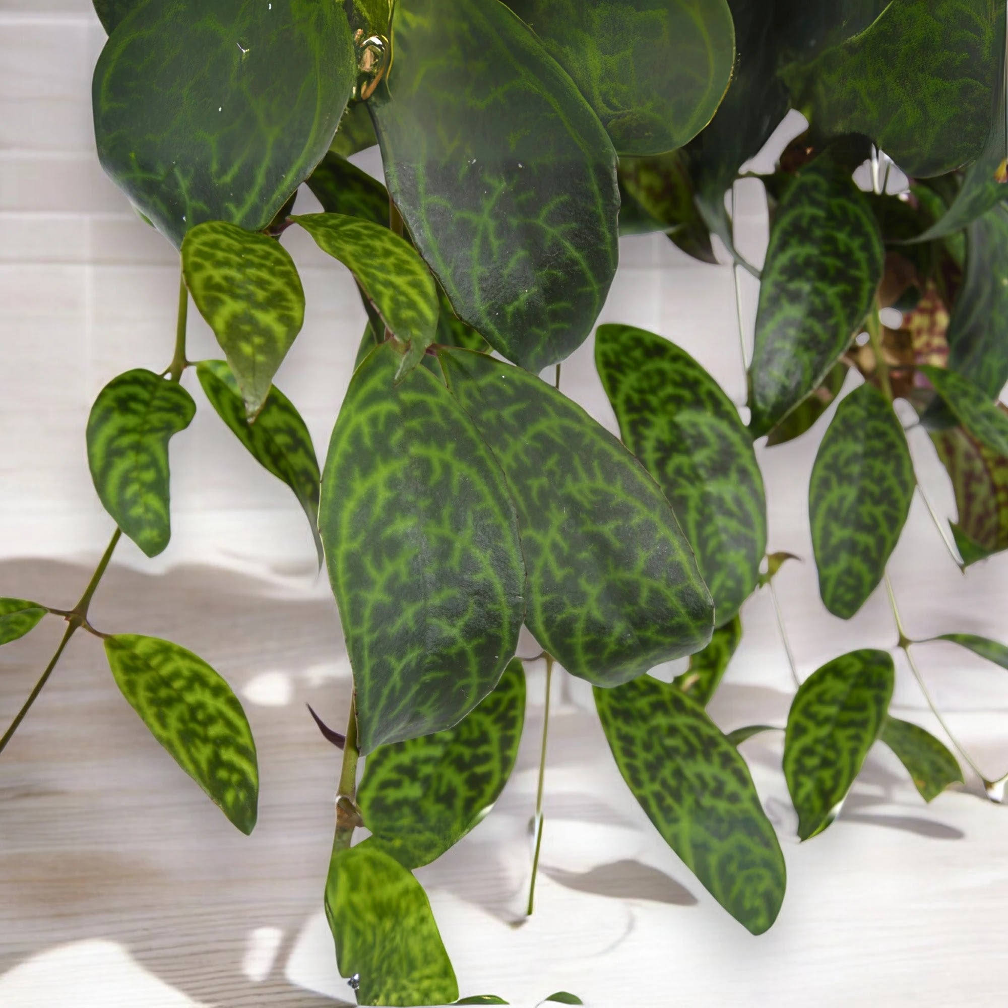 Dettaglio foglie marmorizzate Aeschynanthus marmoratus con variegature crema su verde scuro