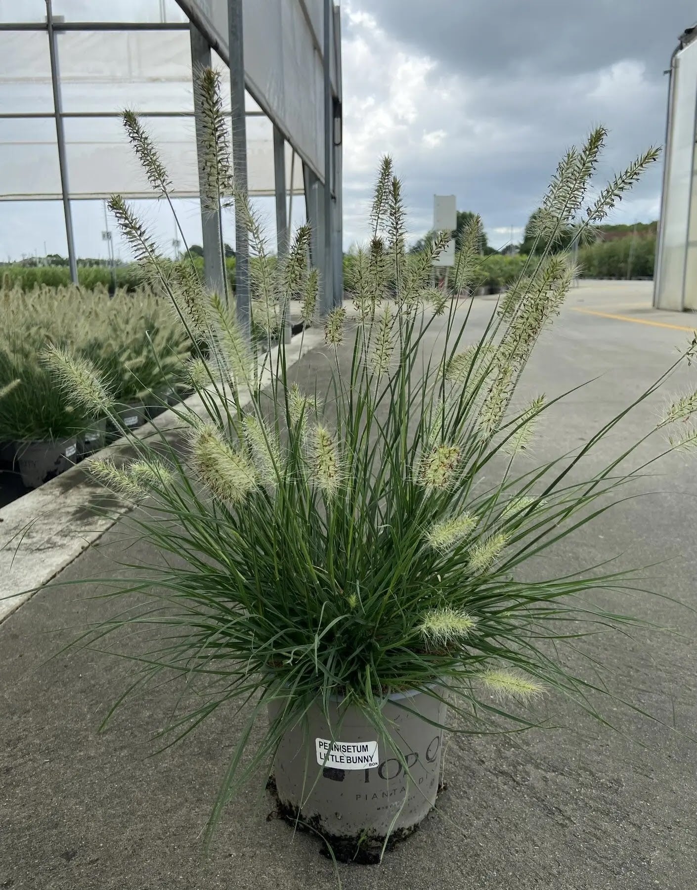 Dettaglio spighe soffici giallo-dorate di Pennisetum Little Bunny in fioritura autunnale