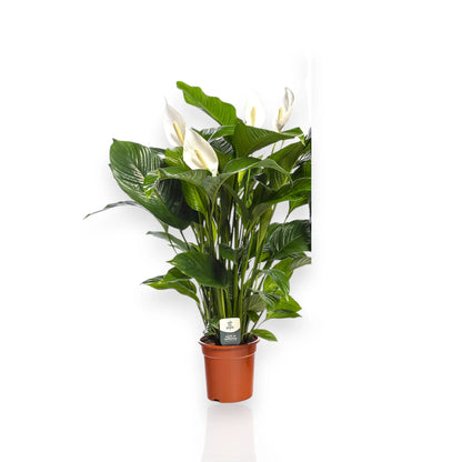 Spathiphyllum 'Sweet Lauretta'