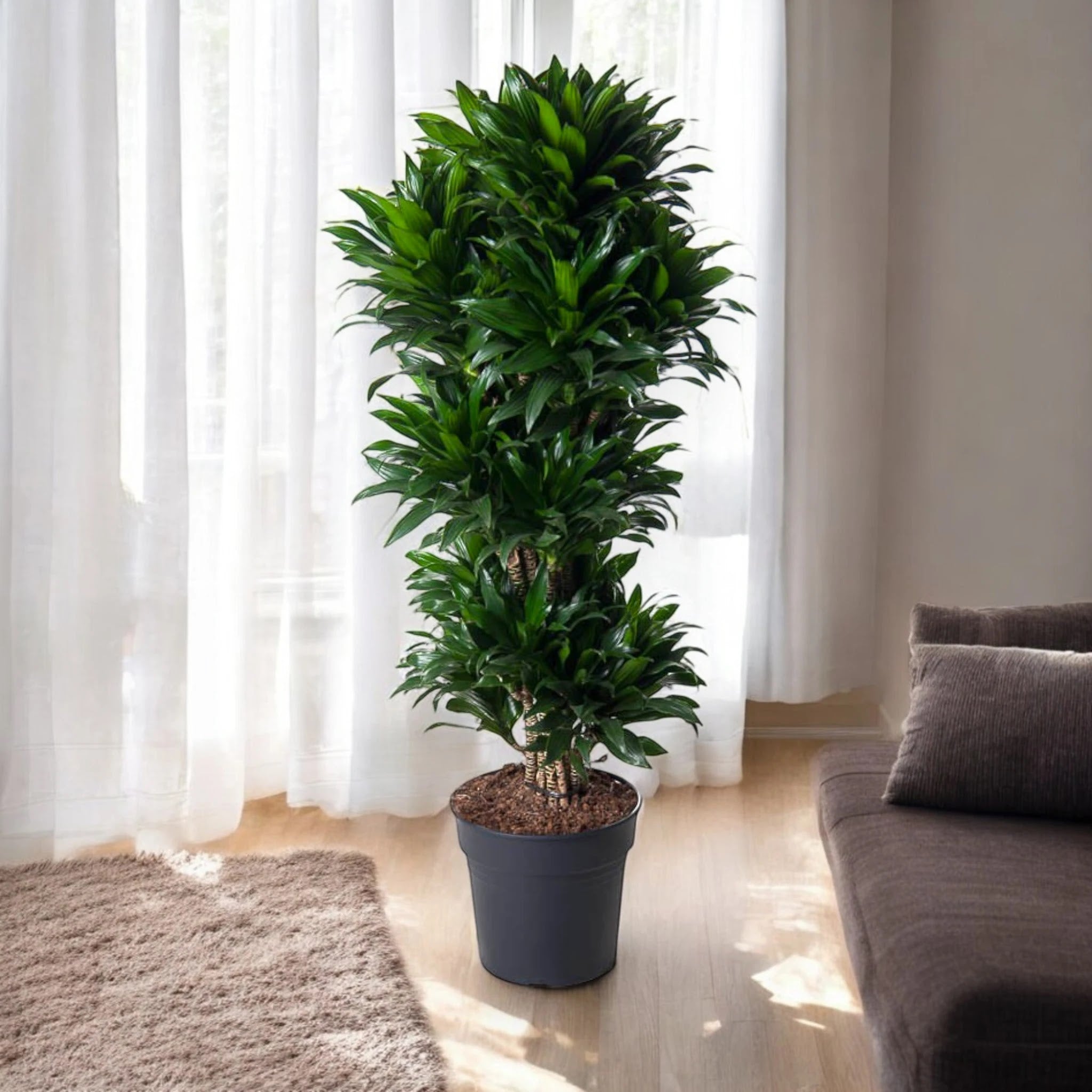 Dracaena fragrans 'Compacta'