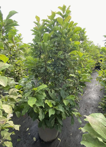 Magnolia liliiflora 'Susan'