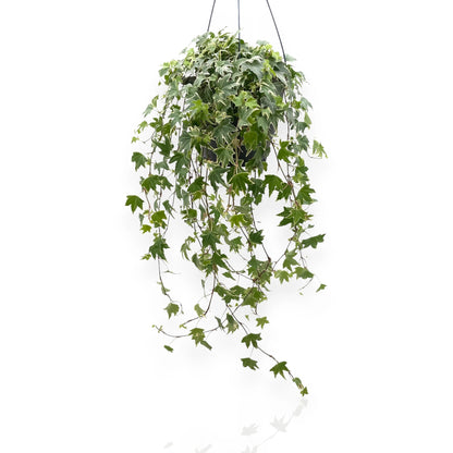 Edera Hedera helix White Ripple in vaso sospeso con foglie variegate bianche e verdi ricadenti
