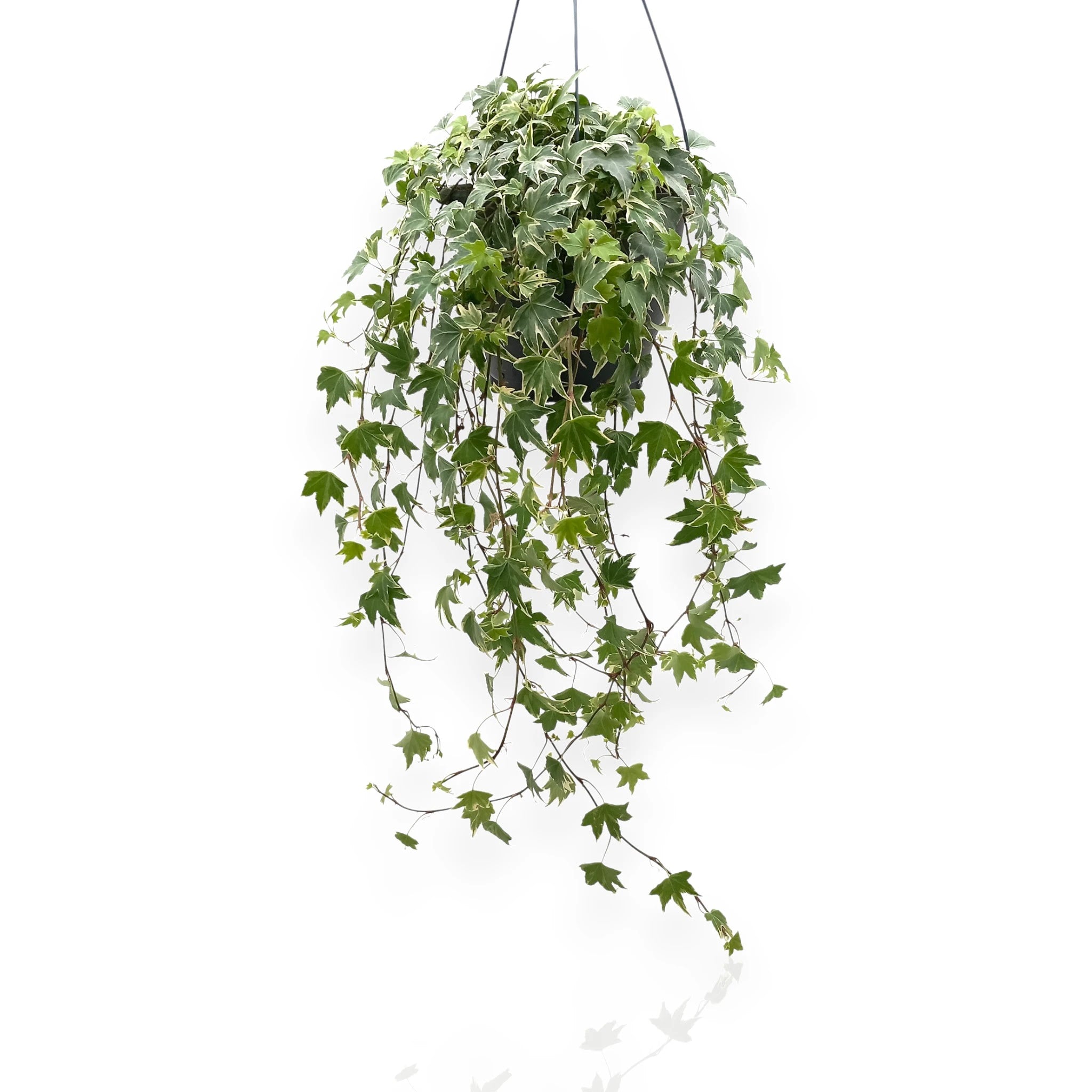 Edera Hedera helix White Ripple in vaso sospeso con foglie variegate bianche e verdi ricadenti