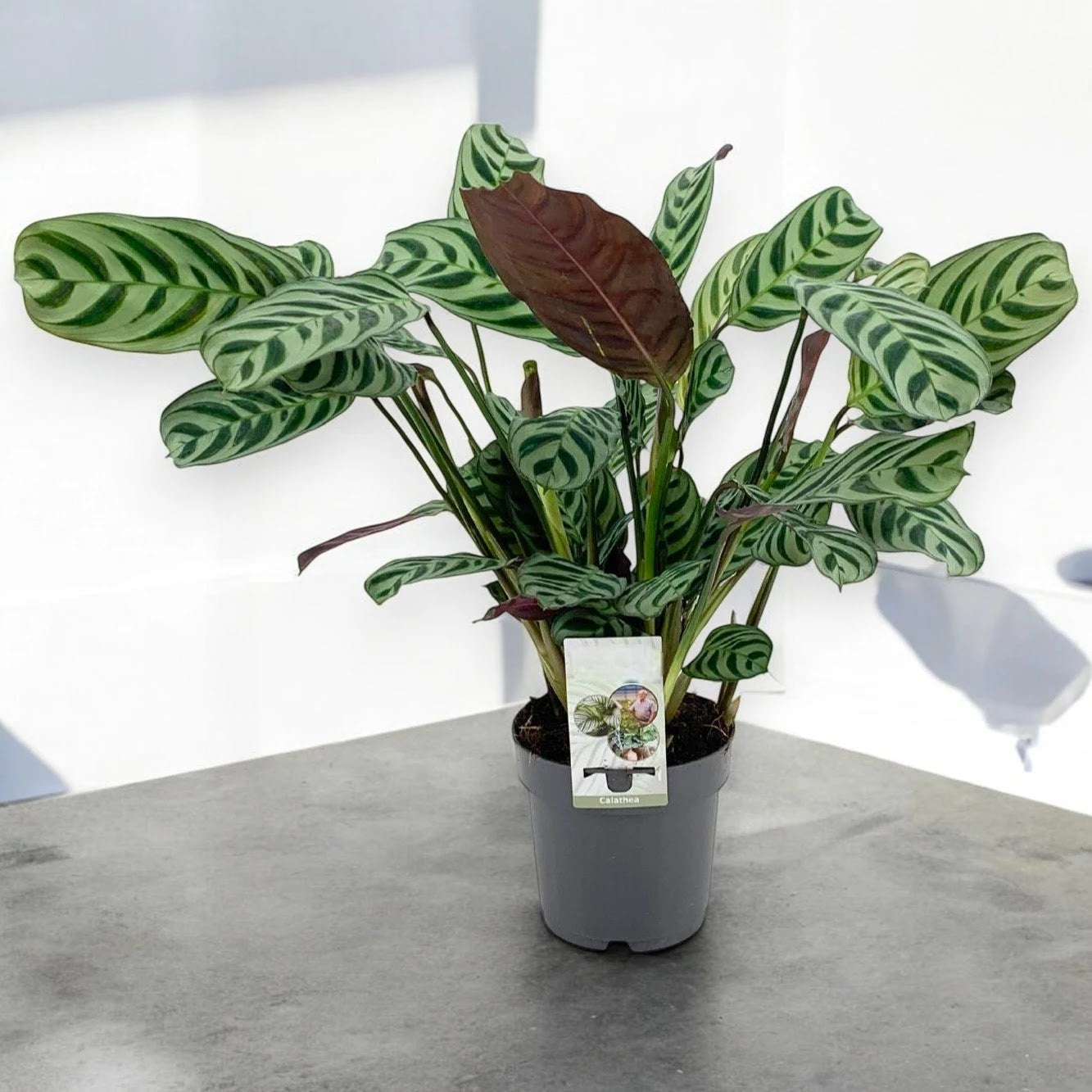 Ctenanthe burle-marxii