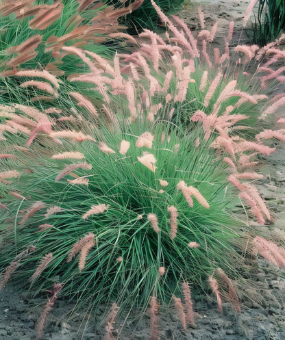 Dettaglio spighe rosa-argento di Pennisetum orientale