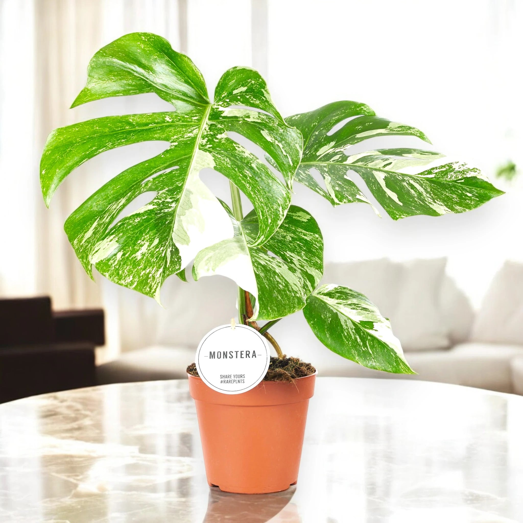 Monstera deliciosa