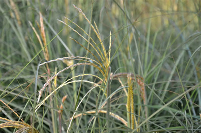 Miscanthus sinensis Graziella con cespo compatto e infiorescenze argentee in giardino naturalistico