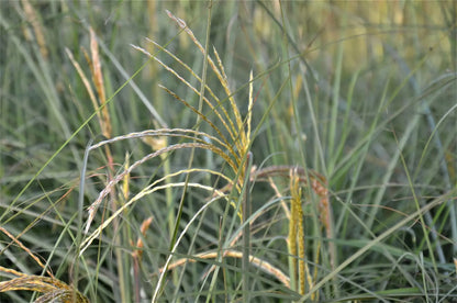 Miscanthus sinensis Graziella con cespo compatto e infiorescenze argentee in giardino naturalistico
