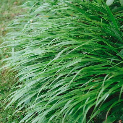 Hakonechloa macra graminacea giapponese con fogliame verde brillante in cespo ordinato