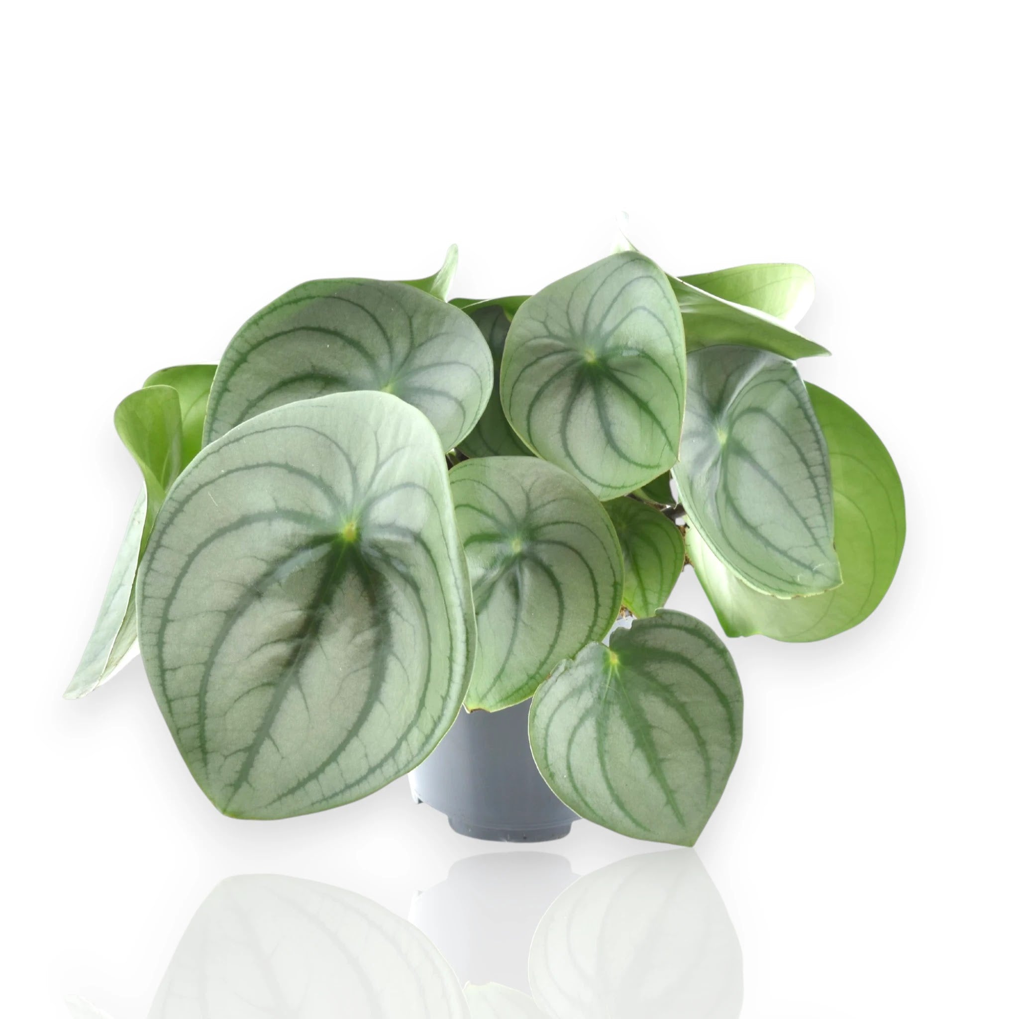 Peperomia watermelon big in vaso con foglie carnose striate verde chiaro e scuro come buccia anguria