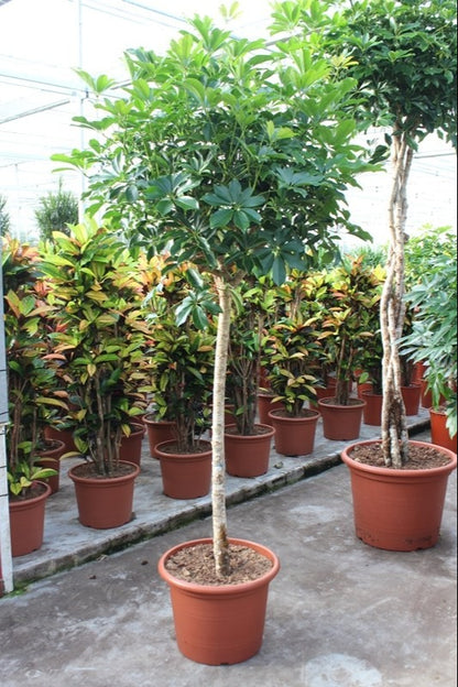 Schefflera arboricola 'Compacta'