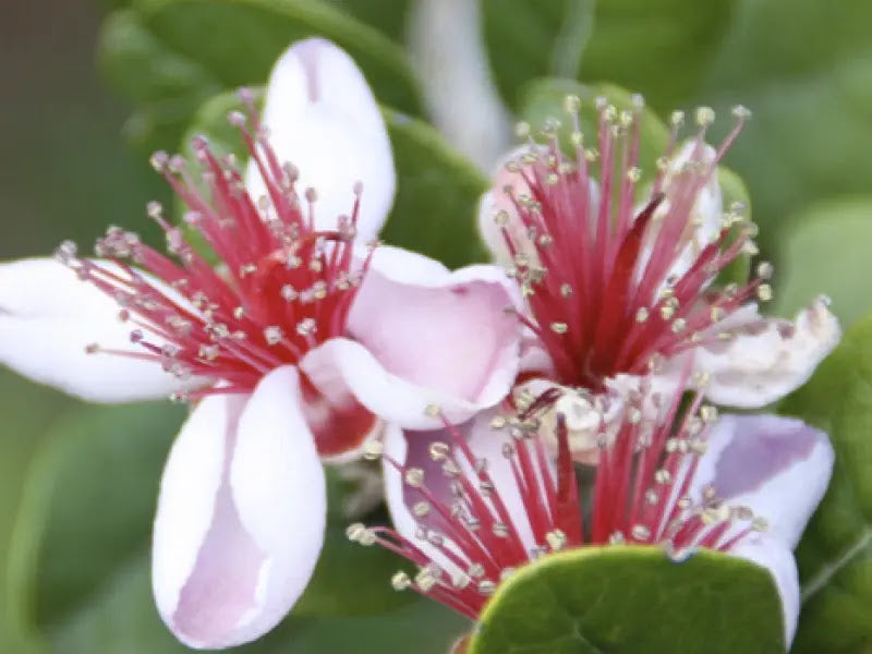 Feijoa sellowiana